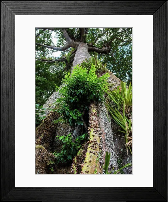 Framed Print : Huge banyan tree, Tobago, Trinidad and Tobago, Caribbean