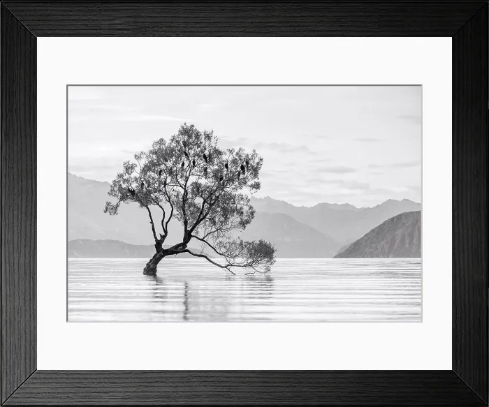 Framed Print : Black and white shot of the Wanaka tree, Wanaka Lake, Otago, New Zealand