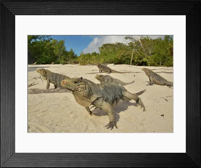 Framed Print : Cuban rock iguanas (Cyclura nubila) on the beach with a Desmarest's hutia (Capromys pilorides)