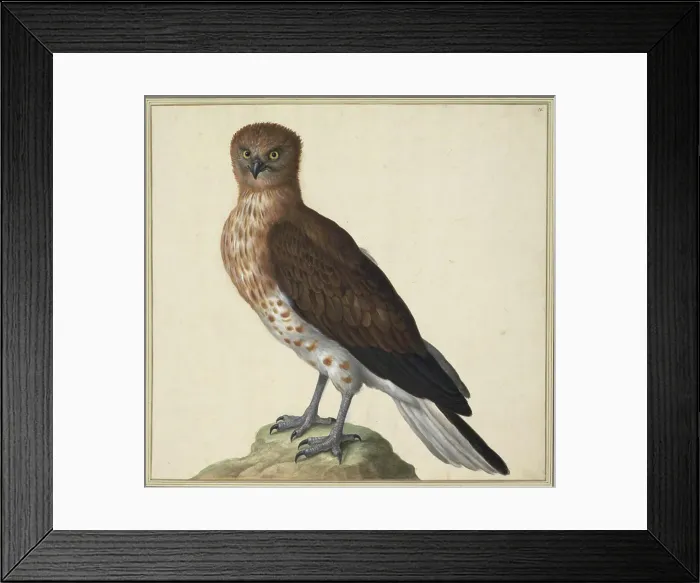 Framed Print : Johann Jakob Walther d