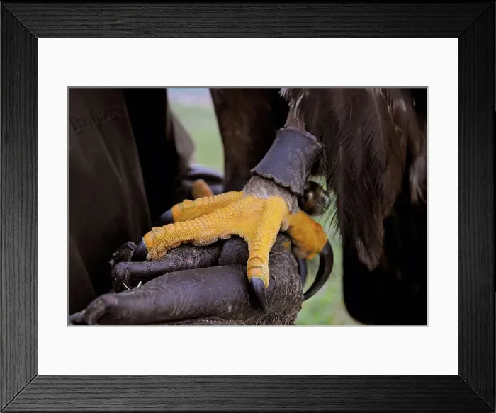 Framed Print : Eagle claws with jesses on falconer's glove, close-up Framed Print : Eagle claws with jesses on falconer's glove, close-up
