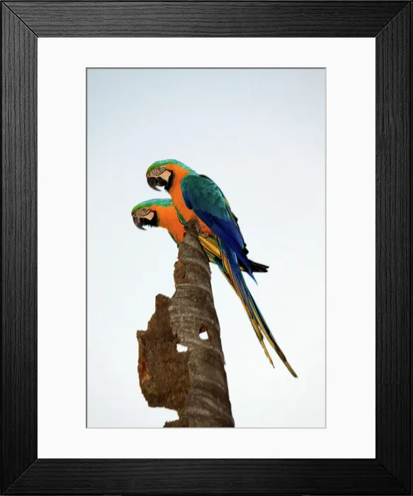 Framed Print : Brazil, Campo Grande, Parque das Nacoes Indigenas, Pair of Blue-and-Yellow Macaws (Ara ararauna) rest on tree Framed Print : Brazil, Campo Grande, Parque das Nacoes Indigenas, Pair of Blue-and-Yellow Macaws (Ara ararauna) rest on tree