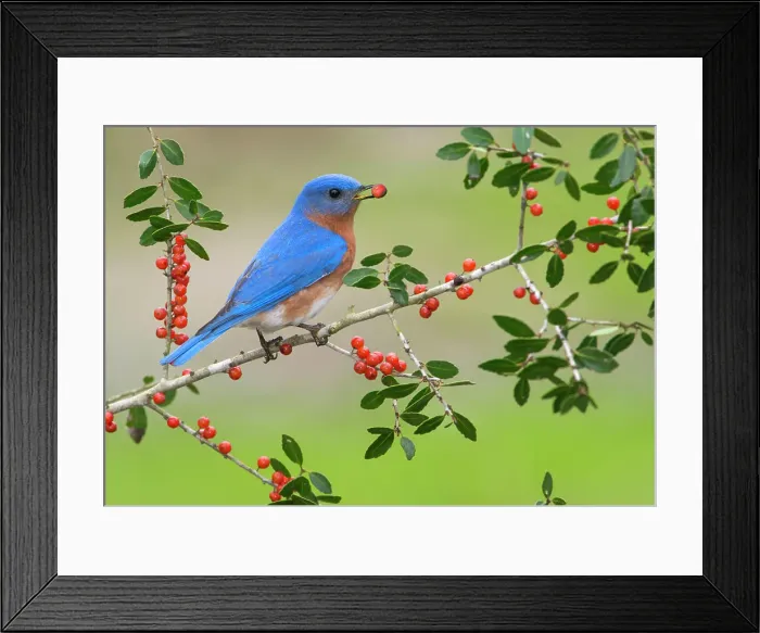 Framed Print : Eatern Bluebird, Houston, Texas, USA Framed Print : Eatern Bluebird, Houston, Texas, USA