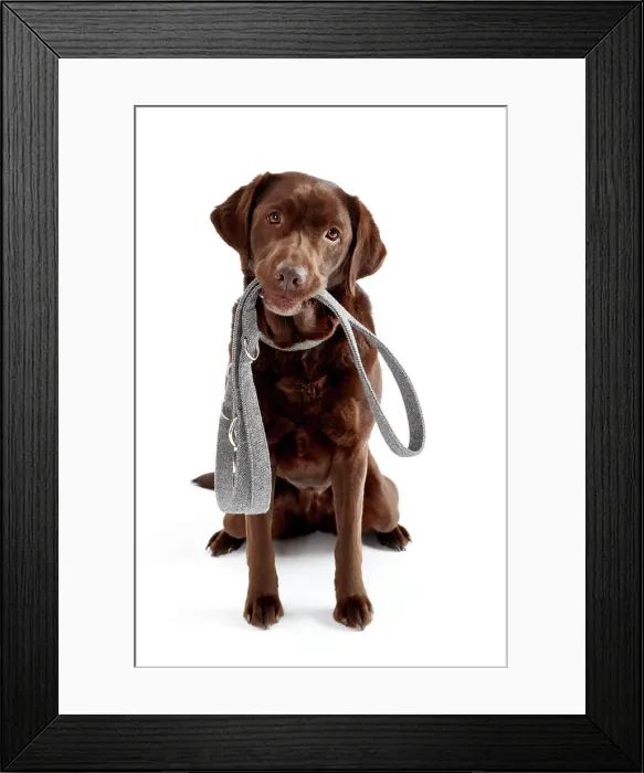Framed Print : Labrador Retriever sitting with collar and lead. Studio picture against a white background. Germany
