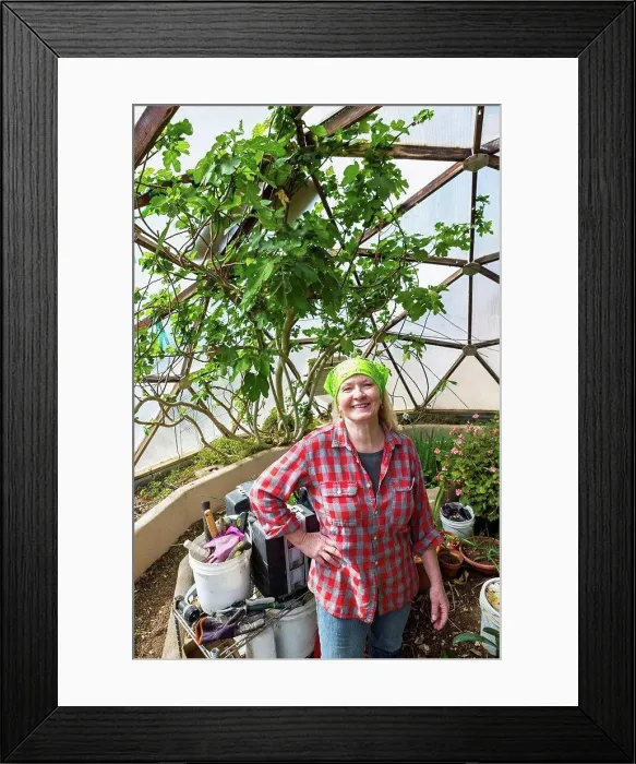 Framed Print : Caucasian woman gardening in greenhouse Framed Print : Caucasian woman gardening in greenhouse
