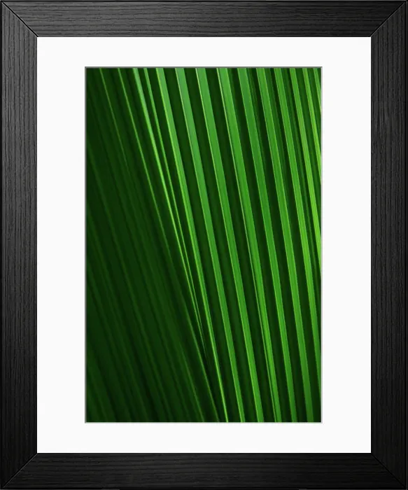Framed Print : Close-up of green palm leaf