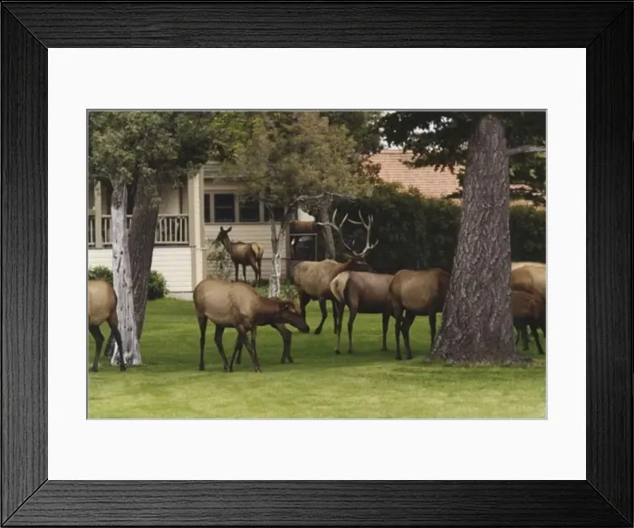 Framed Print : Herd of elk standing in a field Framed Print : Herd of elk standing in a field