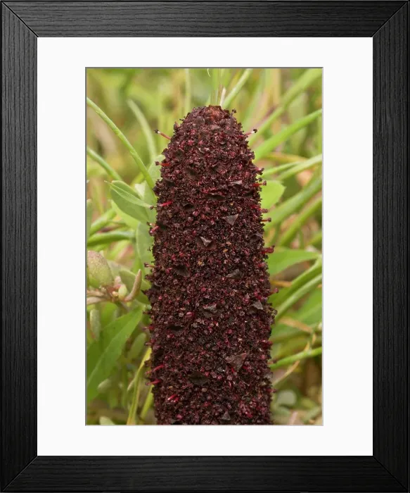 Framed Print : Maltese Fungus (Cynomorium coccineum var. coccineum) close-up of flowering inflorescence, Sardinia, Italy, April Framed Print : Maltese Fungus (Cynomorium coccineum var. coccineum) close-up of flowering inflorescence, Sardinia, Italy, April