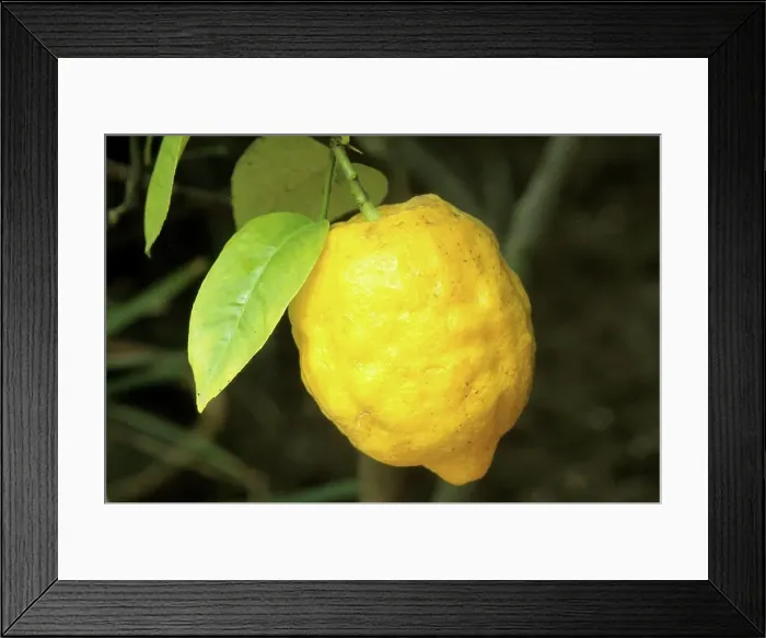 Framed Print : DEU, 2005: Lemon (Citrus limon), fruit on tree Framed Print : DEU, 2005: Lemon (Citrus limon), fruit on tree