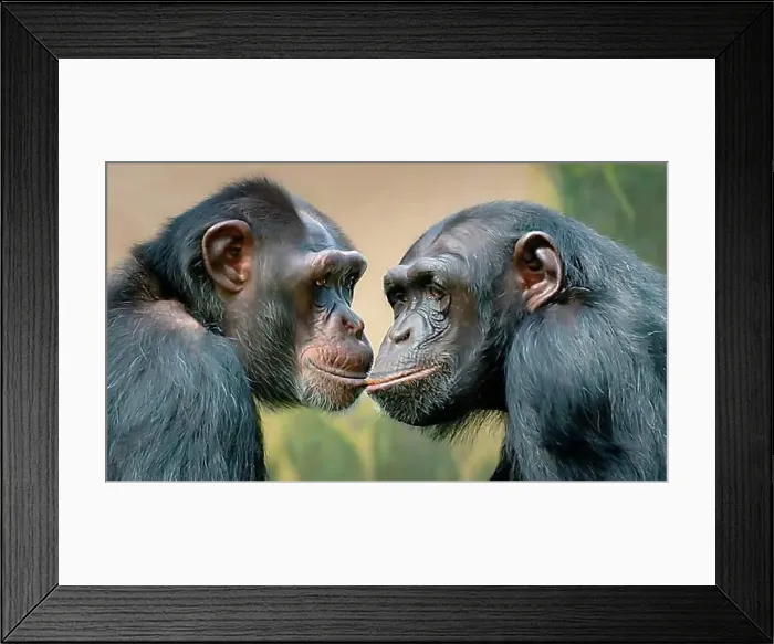 Framed Print : Two chimpanzees touch each other tenderly, generated with AI, AI generated Framed Print : Two chimpanzees touch each other tenderly, generated with AI, AI generated