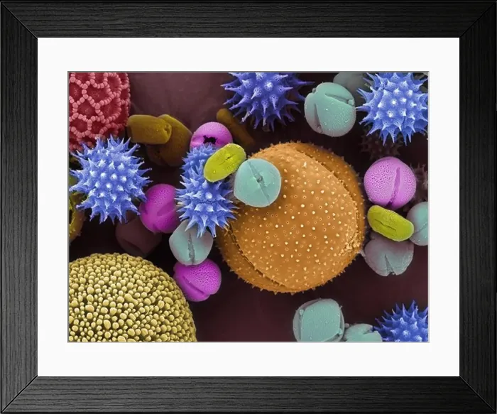 Framed Print : Colorized scanning electron microscope image of pollen grains