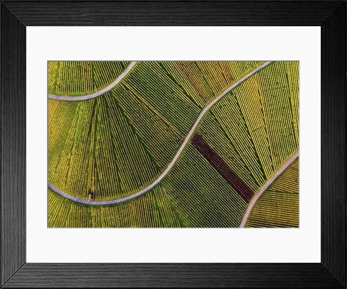 Framed Print : Aerial view of vast countryside vineyards in autumn Framed Print : Aerial view of vast countryside vineyards in autumn