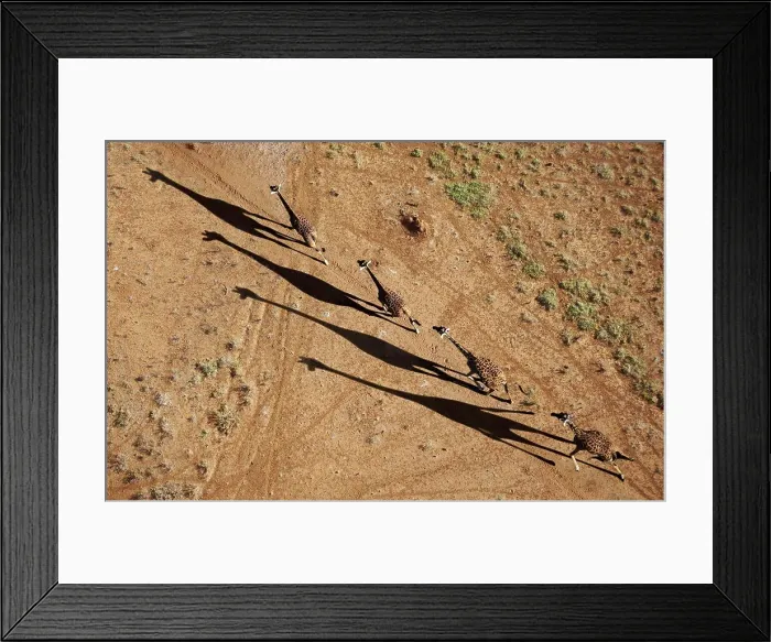 Framed Print : Giraffes casting shadows, Amboseli National Park, Kenya Framed Print : Giraffes casting shadows, Amboseli National Park, Kenya
