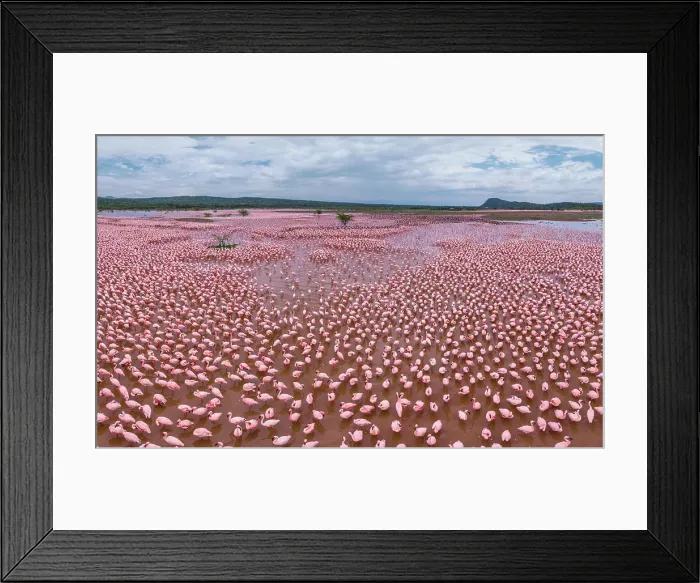 Framed Print : Aerial view of flamingos on Lake Bogoria, Kenya Framed Print : Aerial view of flamingos on Lake Bogoria, Kenya