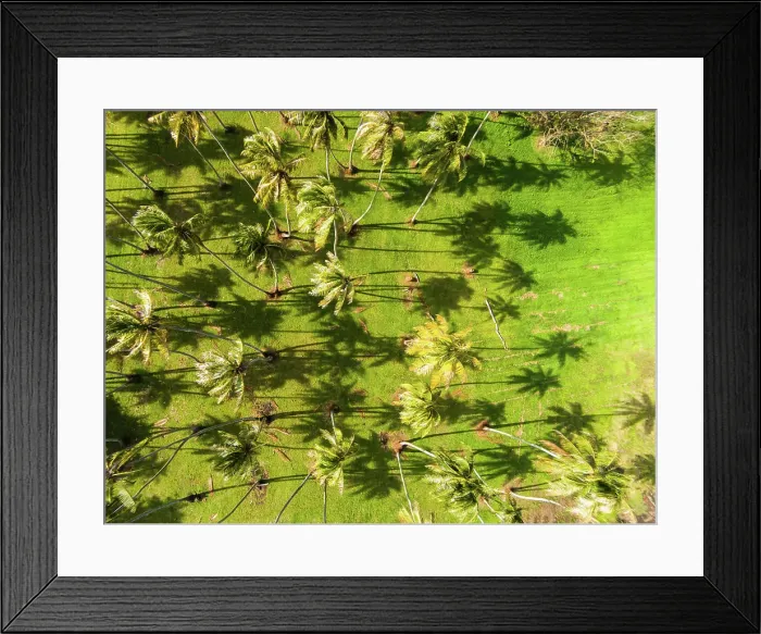 Framed Print : Aerial view of coconut palm trees, Papara, Tahiti, French Polynesia Framed Print : Aerial view of coconut palm trees, Papara, Tahiti, French Polynesia