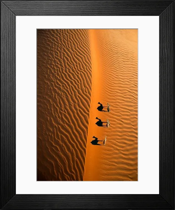 Framed Print : Aerial view of a line of camels casting shadows while walking in the Arabian Desert near the city of Dubai Framed Print : Aerial view of a line of camels casting shadows while walking in the Arabian Desert near the city of Dubai