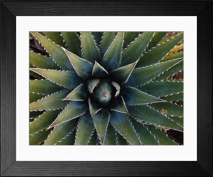 Framed Print : Basal rosette of Kaibab century-plant, Agave kaibabensis, Horseshoe Mesa, Grand Canyon National Park, Arizona Framed Print : Basal rosette of Kaibab century-plant, Agave kaibabensis, Horseshoe Mesa, Grand Canyon National Park, Arizona