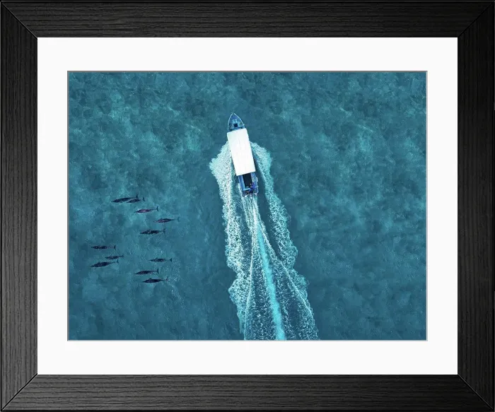Framed Print : Aerial view of motorboat passing near pod of dolphins in blue sea Framed Print : Aerial view of motorboat passing near pod of dolphins in blue sea