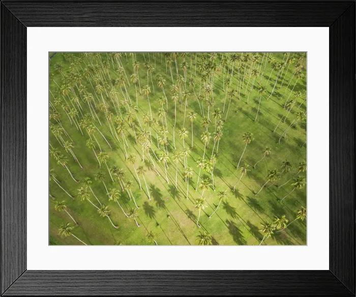 Framed Print : Aerial view of a forest of palm trees on Tahiti coast, French Polynesia