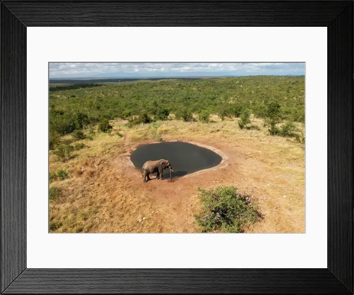 Framed Print : Aerial View of an elephant near a lake at Balule Nature Reserve, Maruleng NU, Limpopo, South Africa Framed Print : Aerial View of an elephant near a lake at Balule Nature Reserve, Maruleng NU, Limpopo, South Africa