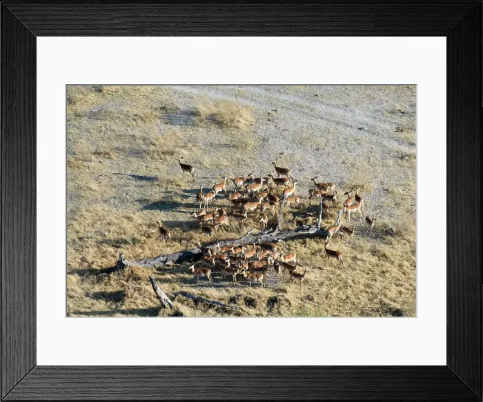 Framed Print : Aerial view of impala (Aepyceros melampus) gathering around fallen tree, Okavango delta, Botswana Framed Print : Aerial view of impala (Aepyceros melampus) gathering around fallen tree, Okavango delta, Botswana