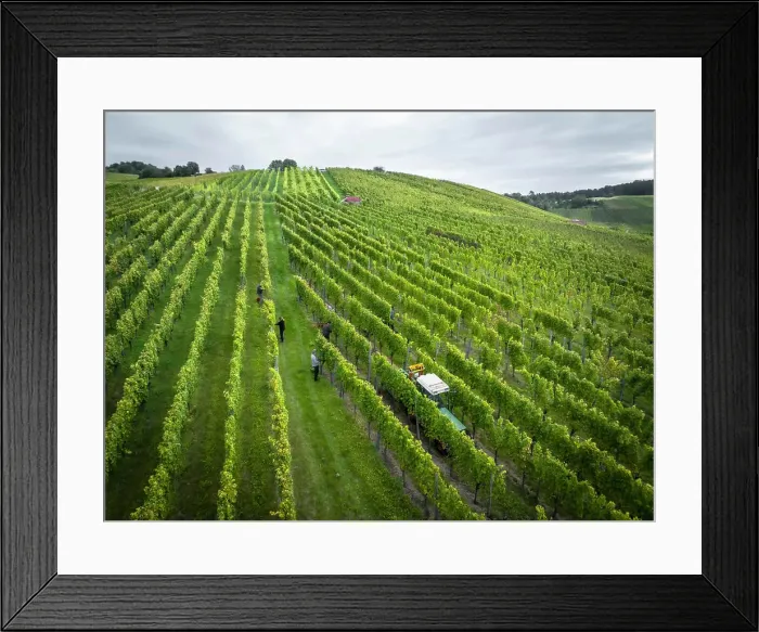 Framed Print : Scenic aerial view of workers tending to green grapevines growing in rows on hilly vineyard Framed Print : Scenic aerial view of workers tending to green grapevines growing in rows on hilly vineyard