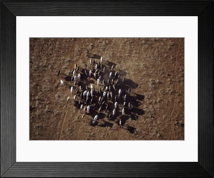 Framed Print : Maasai herder with cattle, Kenya