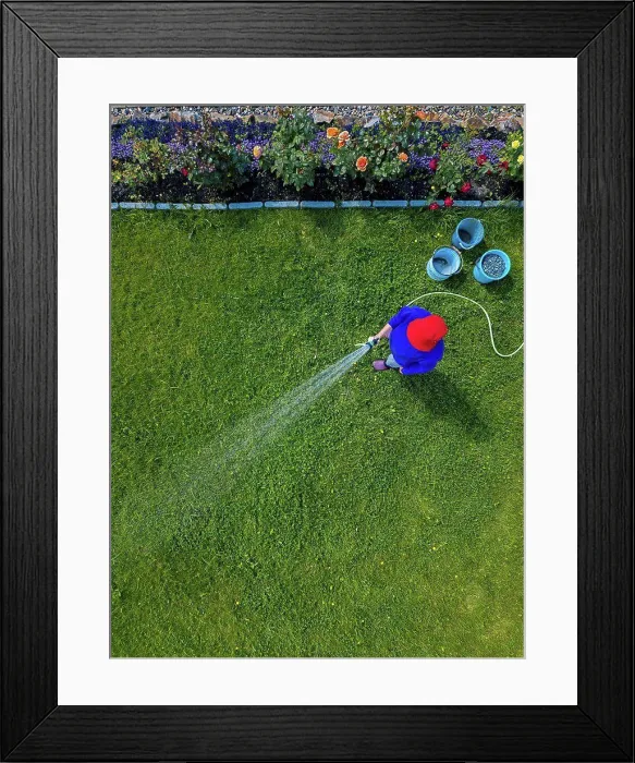 Framed Print : Aerial view of adult woman watering grass in backyard