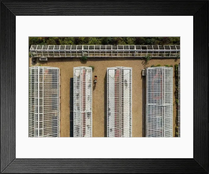 Framed Print : Aerial view worker with wheelbarrow among sunny greenhouses Framed Print : Aerial view worker with wheelbarrow among sunny greenhouses