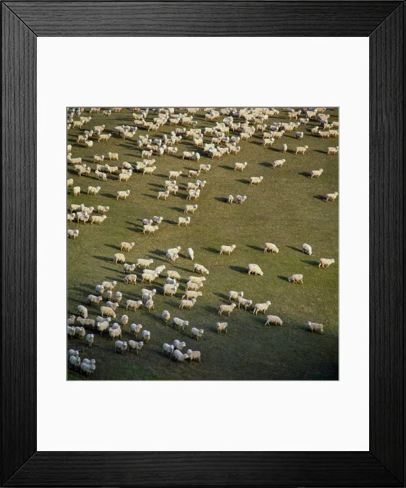 Framed Print : Aerial of flock of sheep on grassy field Framed Print : Aerial of flock of sheep on grassy field