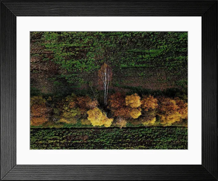 Framed Print : Aerial view of field windbreak in autumn Framed Print : Aerial view of field windbreak in autumn