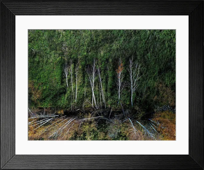 Framed Print : Aerial view of damaged section of field windbreak in autumn Framed Print : Aerial view of damaged section of field windbreak in autumn