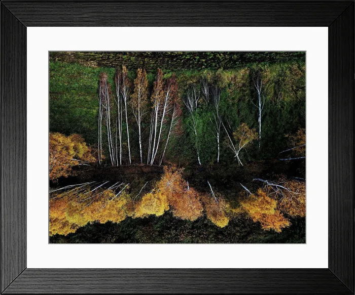 Framed Print : Aerial view of damaged section of field windbreak in autumn Framed Print : Aerial view of damaged section of field windbreak in autumn