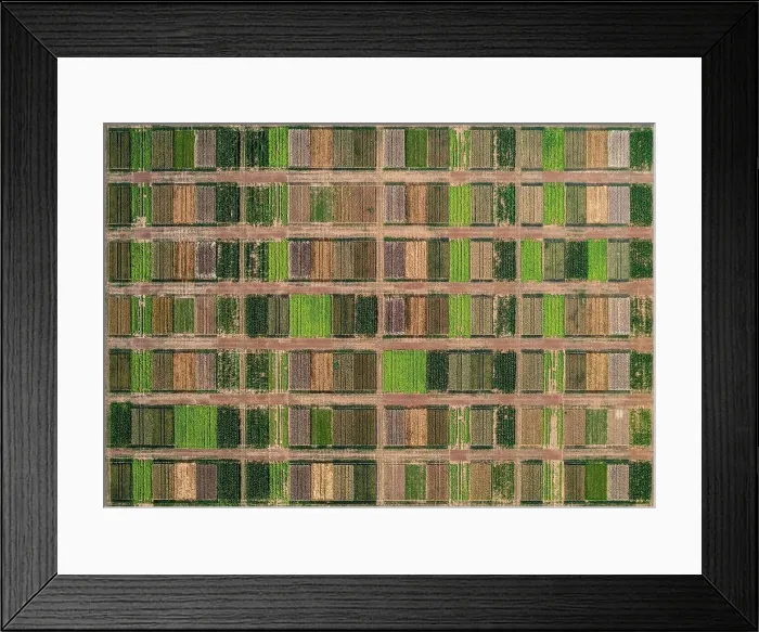 Framed Print : Aerial drone POV green and brown crops forming pattern Framed Print : Aerial drone POV green and brown crops forming pattern