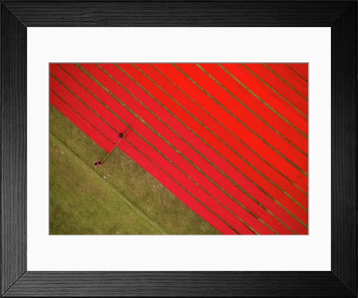 Framed Print : Aerial view of two people working in a field stretching red cloth in Narsingdi, Dhaka, Bangladesh