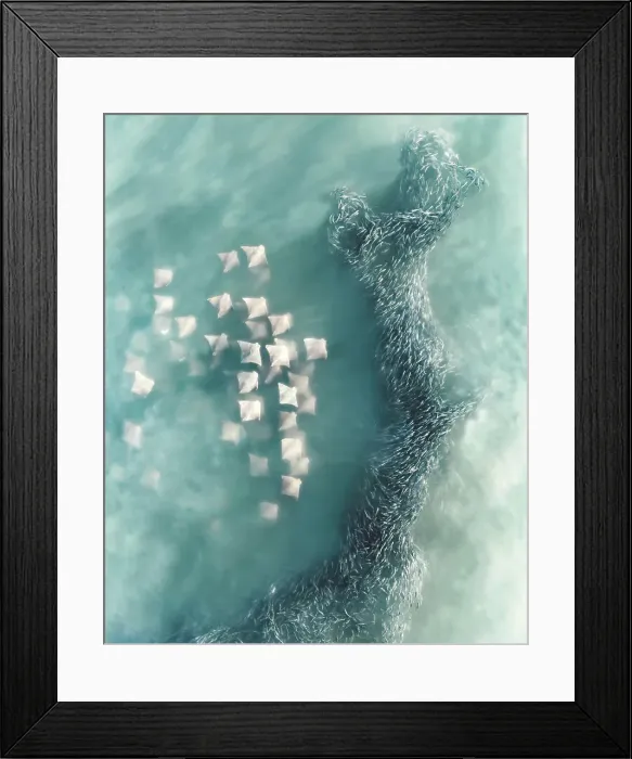 Framed Print : Aerial view of Manta Rays swimming in open waters with a shoal of fish along the coral reef, Australia