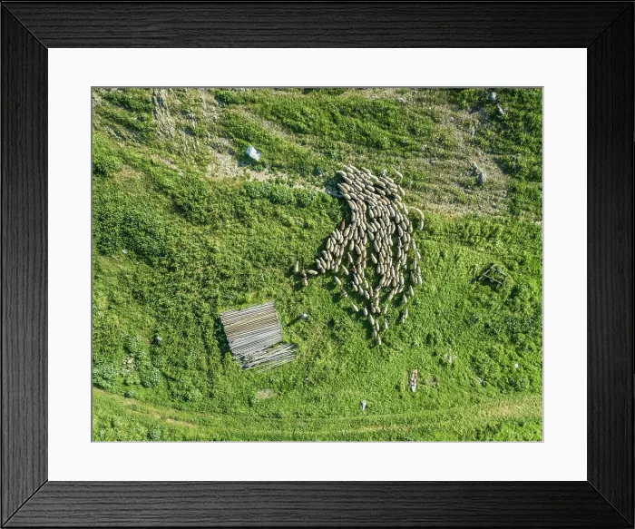 Framed Print : Aerial view of herd of sheep with a shepherd at beautiful Karditsa region in Greece Framed Print : Aerial view of herd of sheep with a shepherd at beautiful Karditsa region in Greece
