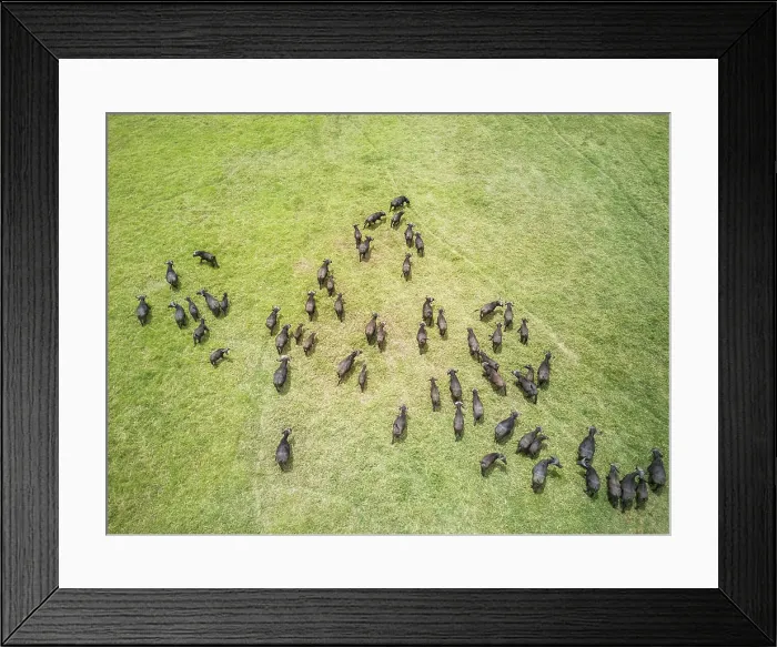 Framed Print : Aerial view of a buffalo herd in Tanzania Framed Print : Aerial view of a buffalo herd in Tanzania