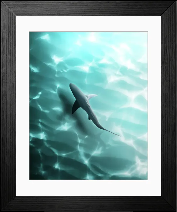 Framed Print : Aerial view of a shark freely swimming in open water