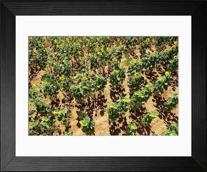 Framed Print : Aerial view of beautiful sunflower field Framed Print : Aerial view of beautiful sunflower field