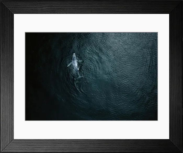 Framed Print : Aerial view of baby humpback whale in Pacific ocean near Baja California Sur, Mexico