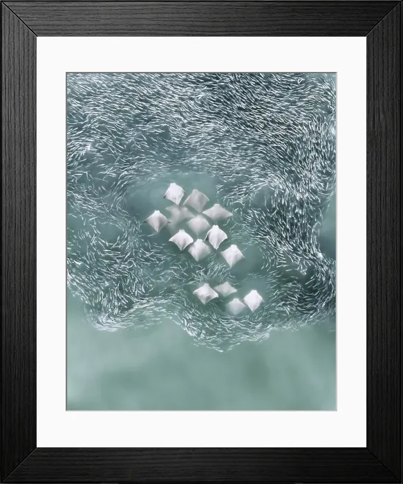 Framed Print : Aerial view of Manta Rays swimming along with a flock of fishes in Southampton, New York, United States Framed Print : Aerial view of Manta Rays swimming along with a flock of fishes in Southampton, New York, United States