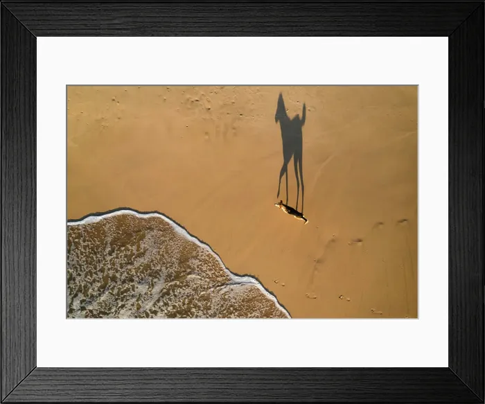 Framed Print : Aerial top down view of dog on the beach in Hiriketiya, Sri Lanka Framed Print : Aerial top down view of dog on the beach in Hiriketiya, Sri Lanka