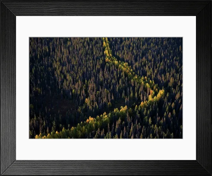 Framed Print : Aerial view of forest in Autumn Alaska Framed Print : Aerial view of forest in Autumn Alaska