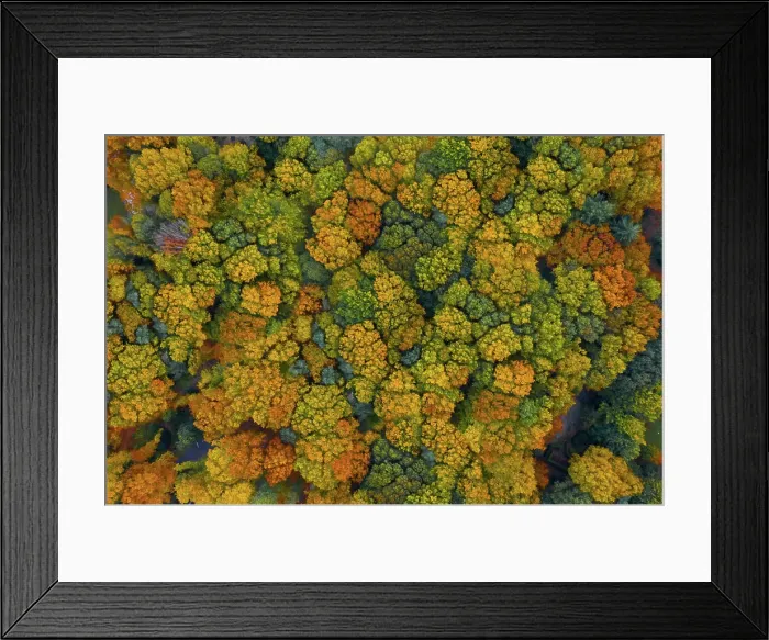 Framed Print : Aerial view of colourful trees in autumn in Belgium
