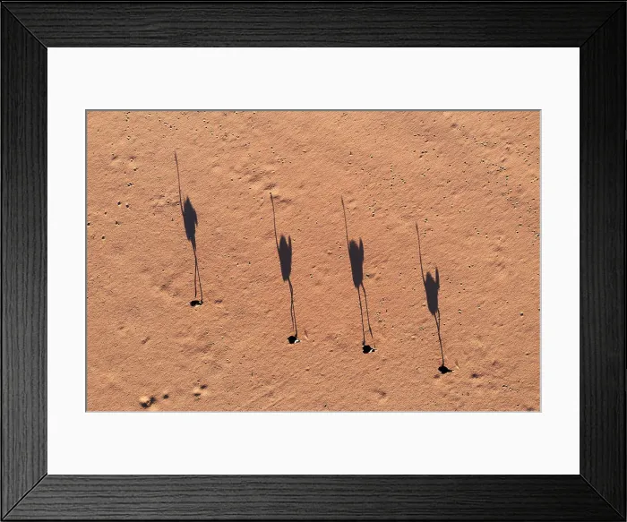 Framed Print : Ostrich (Struthio camelus). Roaming a sandy desert plain in the last light of the evening