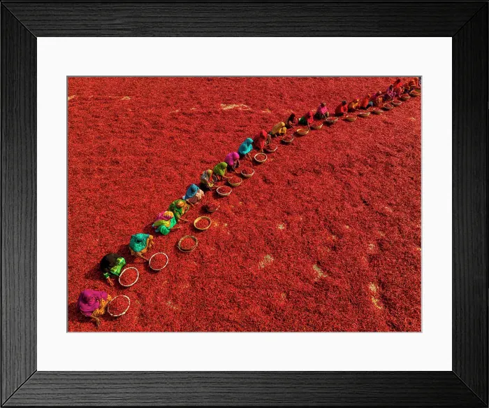 Framed Print : Aerial view of many people working in a red chilies field during the harvest, Bangladesh