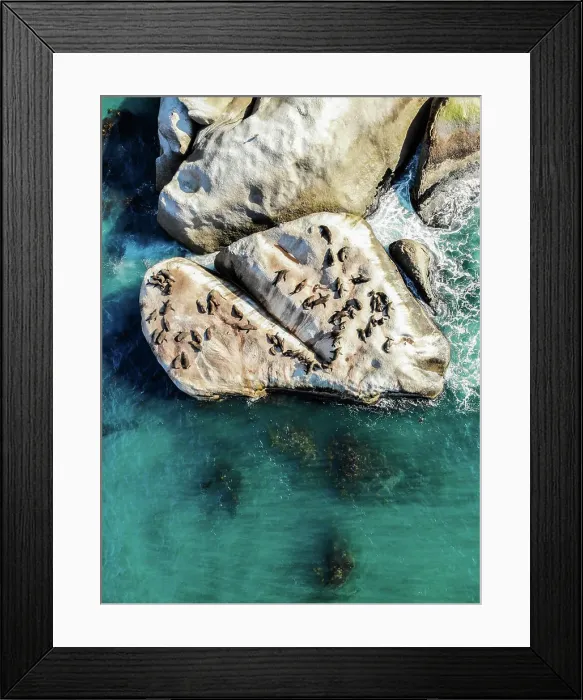 Framed Print : Aerial view of Cape Fur seal colony at Strawberry Rock, Cape Town, South Africa Framed Print : Aerial view of Cape Fur seal colony at Strawberry Rock, Cape Town, South Africa