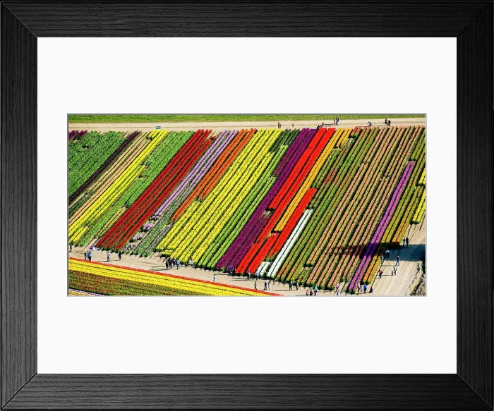 Framed Print : Aerial view of tulip fields Framed Print : Aerial view of tulip fields