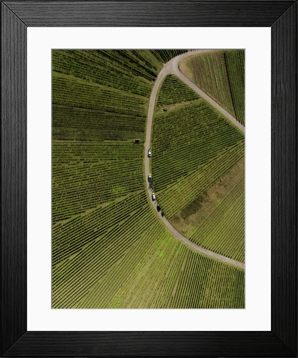 Framed Print : Aerial view of fanning green rows of vineyard grapevines with vehicles along a curved road Framed Print : Aerial view of fanning green rows of vineyard grapevines with vehicles along a curved road